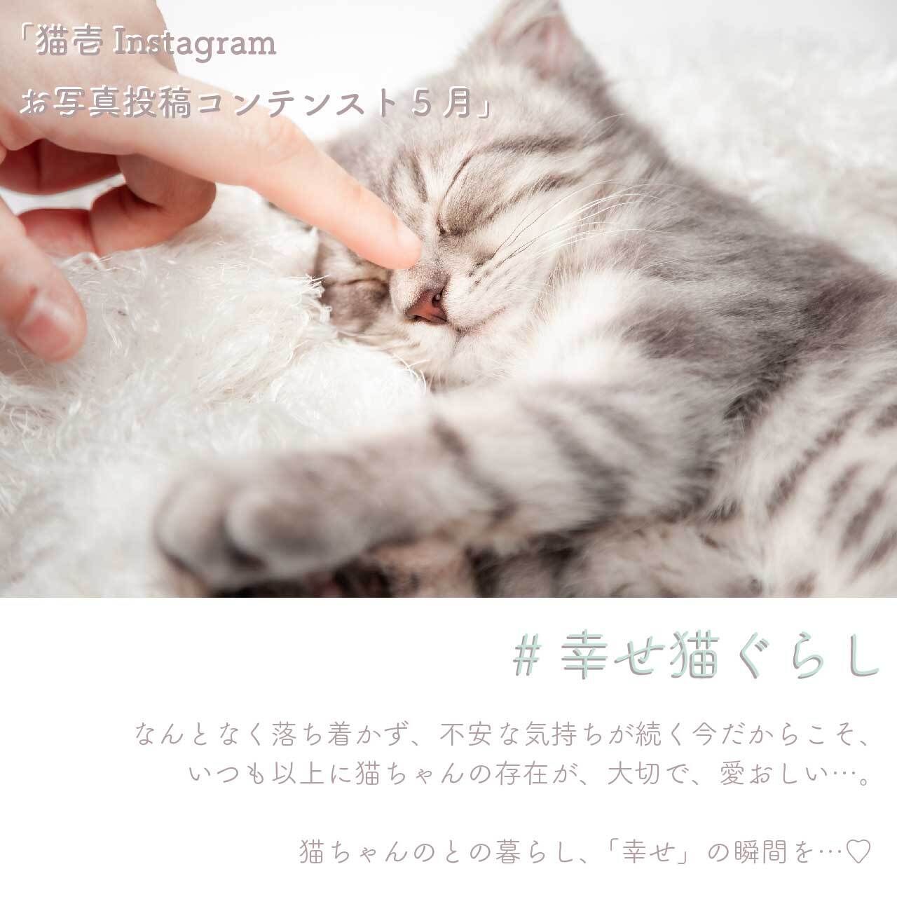 猫壱instagram お写真投稿コンテスト5月 開催概要 猫壱 Necoichi 猫壱instagram お写真投稿コンテスト5月 開催概要 猫壱 Necoichi