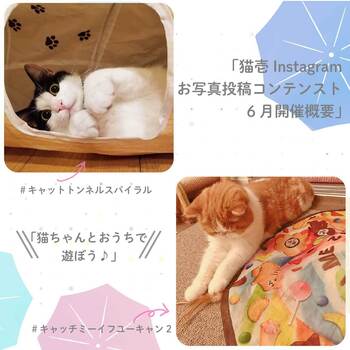 【猫壱Instagram】お写真投稿コンテスト6月♪開催概要