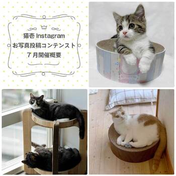 【猫壱Instagram】お写真投稿コンテスト7月♪開催概要
