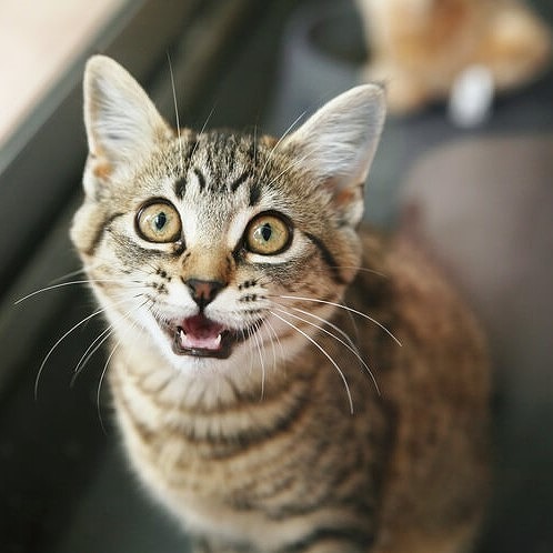 猫が鳴く理由とは 鳴き声でわかる猫の気持ちと病気のサイン 猫壱 Necoichi