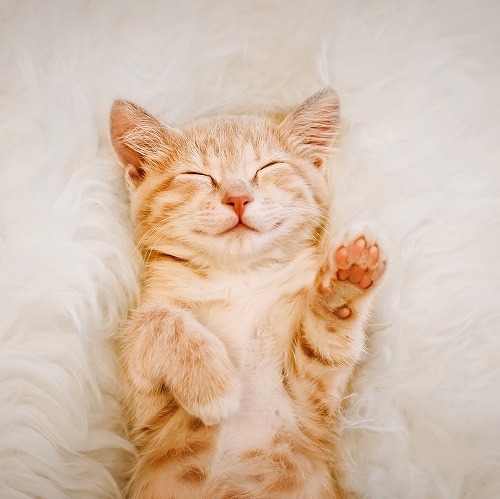 【獣医師監修】猫のいびきには要注意？！少し気になるいびきの種類と対処法