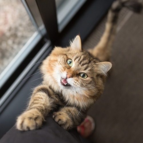 獣医師監修 実は 猫にも増えている 分離不安 とは 猫壱 Necoichi