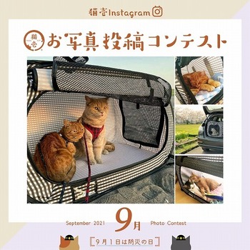【猫壱Instagram】9月お写真コンテスト♪開催概要