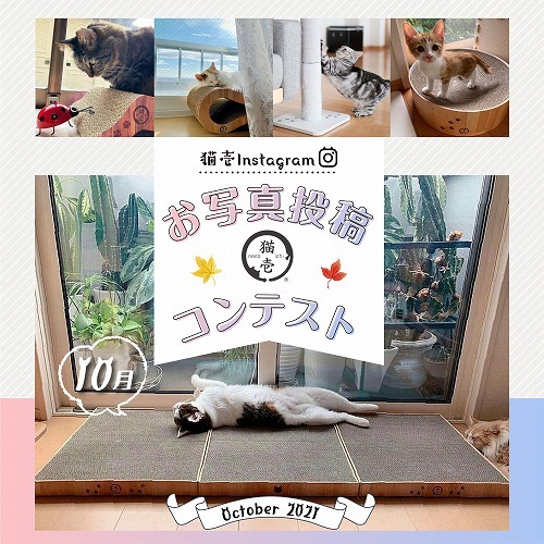 【猫壱Instagram】10月お写真コンテスト開催概要
