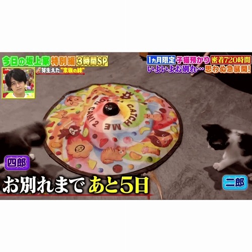 【メディア登場情報】坂上どうぶつ王国に猫壱が登場しました♪