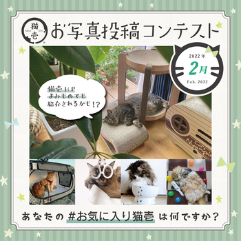 【猫の日特別企画】みなさんのお気に入りの猫壱商品はなんですか？