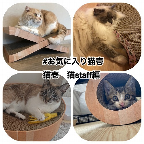 お気に入り猫壱　猫壱猫スタッフ編