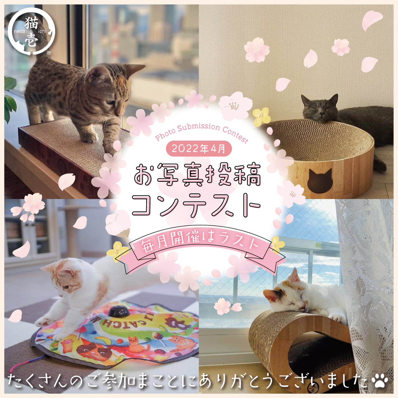 【猫壱Instagram】毎月開催はラスト！2022年4月お写真コンテスト開催概要