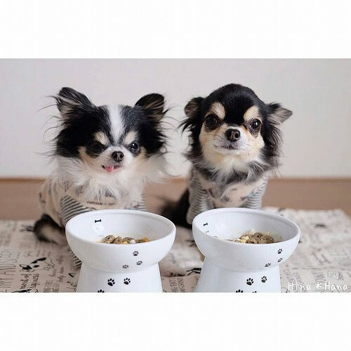 ＜猫壱＞犬用食器　脚付食器　ハッピーダイニング　脚付フードボウル　犬柄・犬用 シリコン付き　ワンちゃんと一緒3