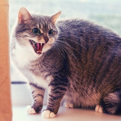 猫が攻撃してくる…考えられる３つの理由【動物行動学専門医 入交先生に聞く！】