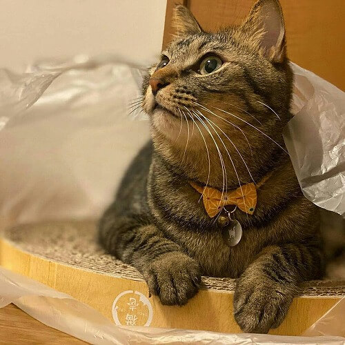<猫壱>爪とぎ 交換用爪とぎ バリバリボウル交換用2個パック 猫ちゃんと一緒2