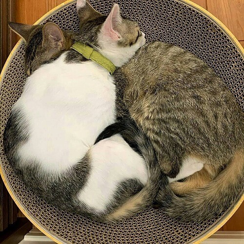 <猫壱>爪とぎ 交換用爪とぎ バリバリボウル交換用2個パック 猫ちゃんと一緒3