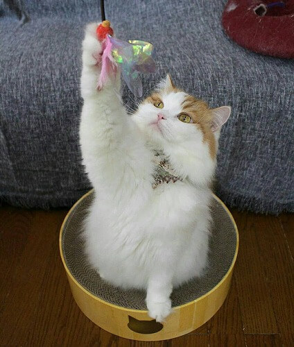 <猫壱>爪とぎ 交換用爪とぎ バリバリボウル交換用2個パック 猫ちゃんと一緒4