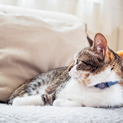 おうちで暮らす猫にとって快適な環境を整える【動物行動学専門医 入交先生に聞く!】