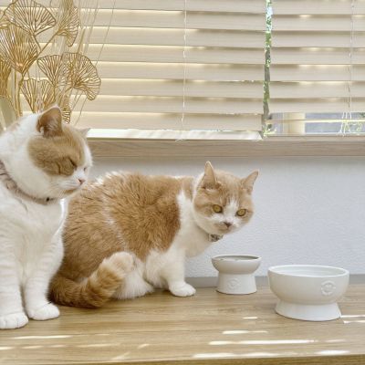 ＜猫壱＞猫用　脚付フードボウル　日本製　ホワイト　猫ちゃん入画像4