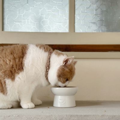 ＜猫壱＞猫用　脚付フードボウル　日本製　ホワイト　猫ちゃん入画像3