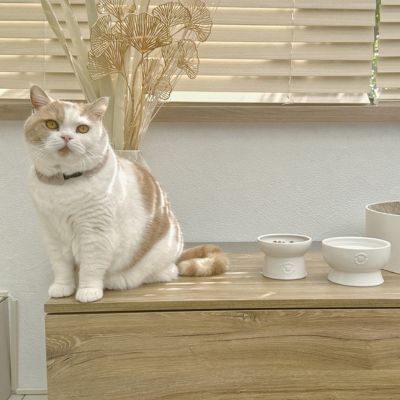 ＜猫壱＞猫用　脚付フードボウル　日本製　ホワイト　猫ちゃん入画像１
