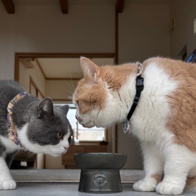 ＜猫壱＞猫用　脚付フードボウル　日本製　ブラック　猫ちゃん入画像1
