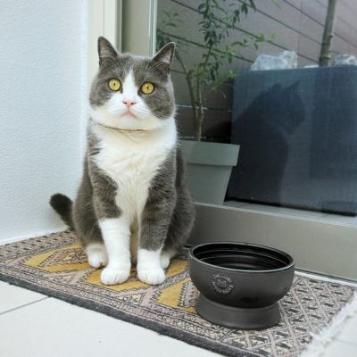 ＜猫壱＞猫用　脚付フードボウル　日本製　ブラック　猫ちゃん入画像2