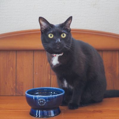 ＜猫壱＞猫用　脚付フードボウル　日本製　ブルー　猫入り画像2