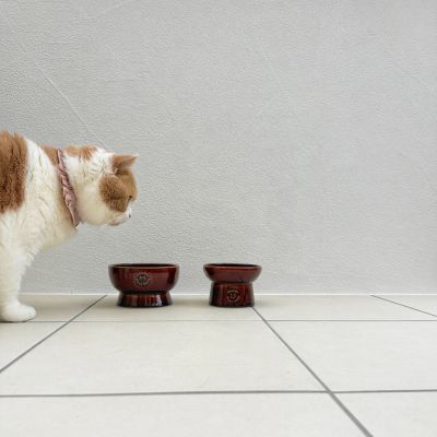 ＜猫壱＞猫用　脚付フードボウル　日本製　ブラウン　猫入り画像3