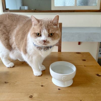 ＜猫壱＞猫用　脚付ウォーターボウル　日本製　ホワイト　猫入り画像2