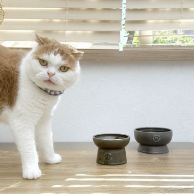 ＜猫壱＞猫用　脚付ウォーターボウル　日本製　ブラック　猫入り画像4