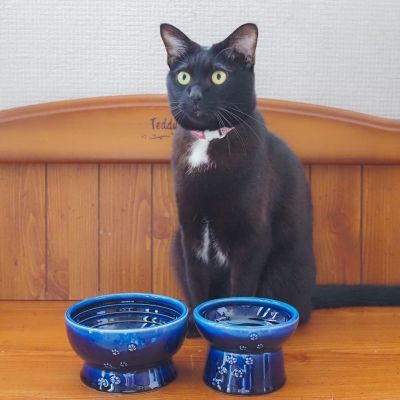 ＜猫壱＞猫用　脚付ウォーターボウル　日本製　ブルー　猫入り画像1