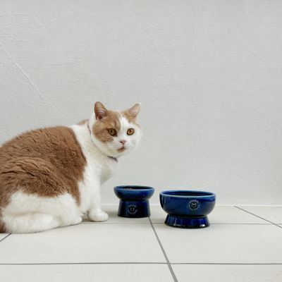 ＜猫壱＞猫用　脚付ウォーターボウル　日本製　ブルー　猫入り画像3