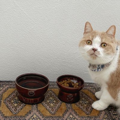 ＜猫壱＞猫用　脚付ウォーターボウル　日本製　ブラウン　猫入り画像4