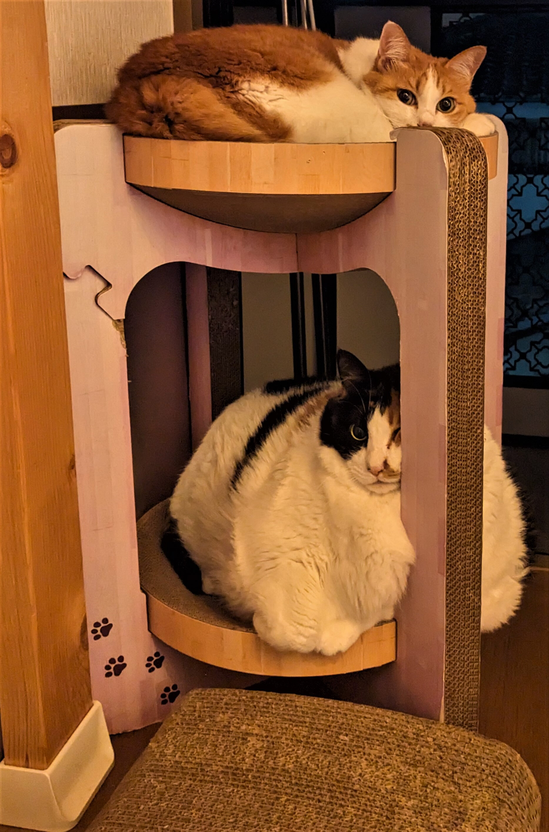 リアルな茶色の猫　約30cm最後の一点 5000000086832_07.jpg