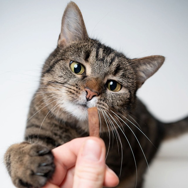 自由気ままな猫にもトレーニングができる？①【動物行動学専門医 入交先生に聞く！】