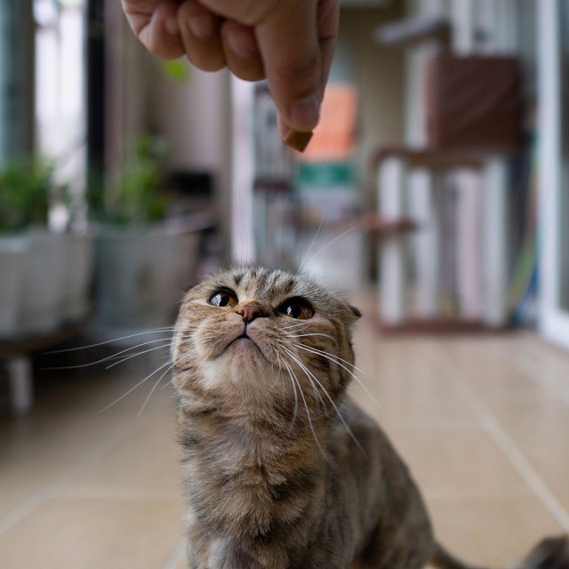 自由気ままな猫にもトレーニングができる？②【動物行動学専門医 入交先生に聞く！】