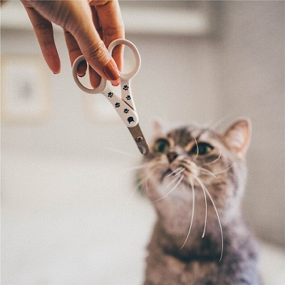 【獣医師監修】猫の爪切り 正しい使い方とコツ(おとな猫編)