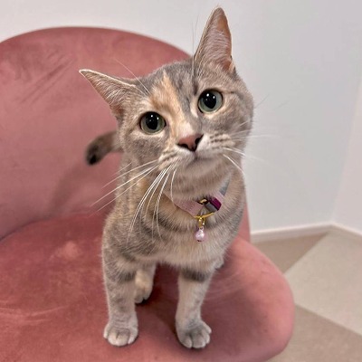 ねこにやさしいVネック首輪 プレーン（ピンク／グレー） | 猫壱