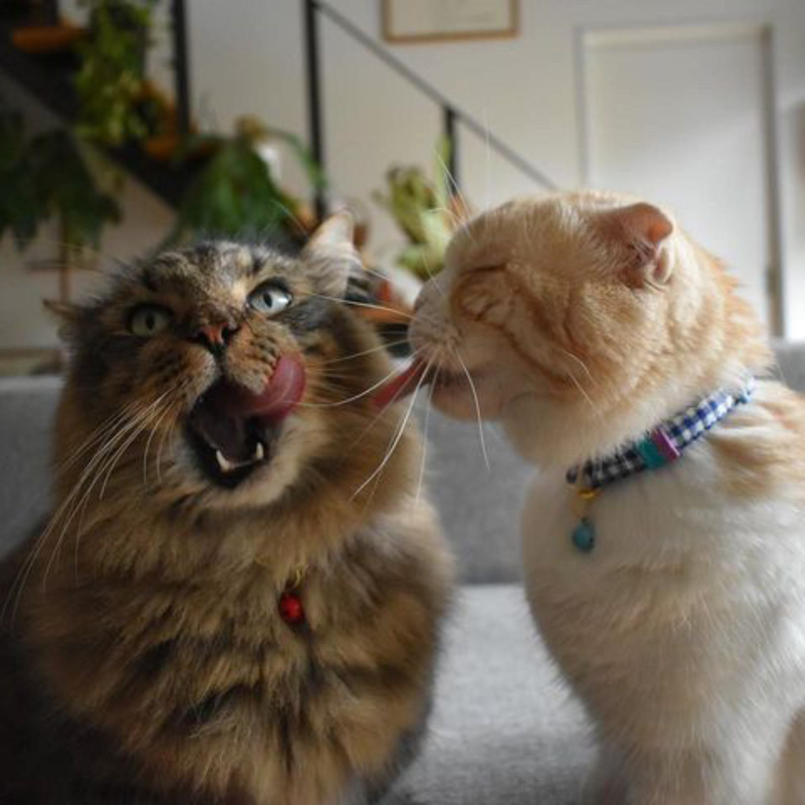 <猫壱>ねこにやさしいVネック首輪 ギンガムチェック(ピンク)イオンペット限定 ねこ画像6