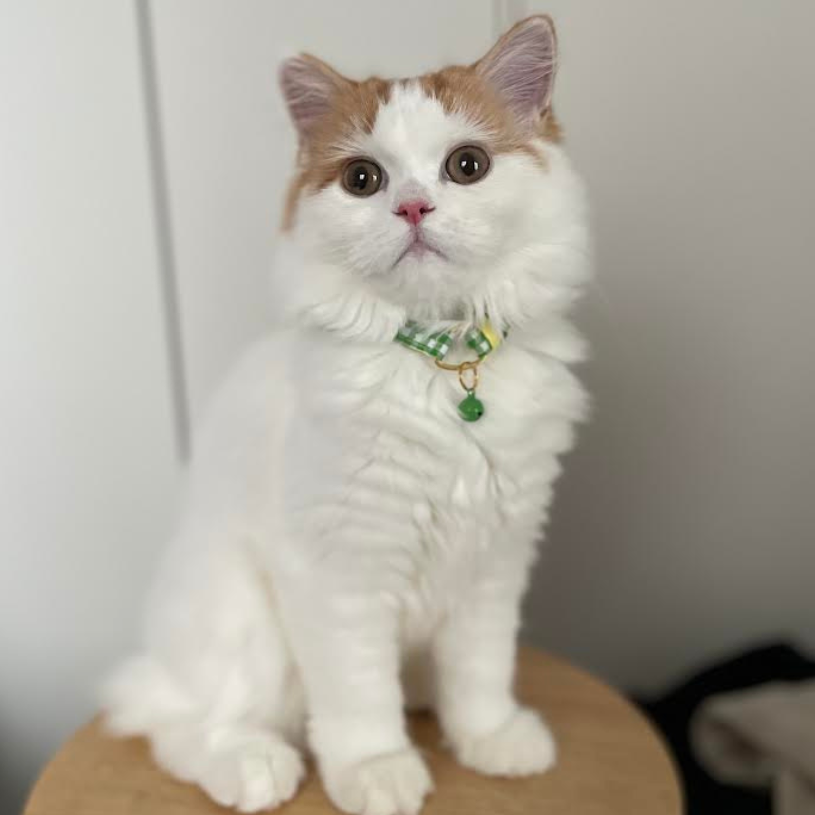 <猫壱>ねこにやさしいVネック首輪 ギンガムチェック(ピンク)イオンペット限定 ねこ画像7