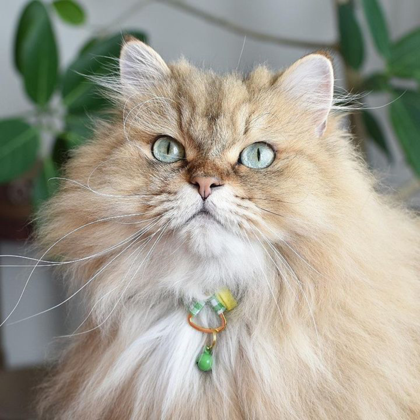 <猫壱>ねこにやさしいVネック首輪 ギンガムチェック(ピンク)イオンペット限定 ねこ画像5