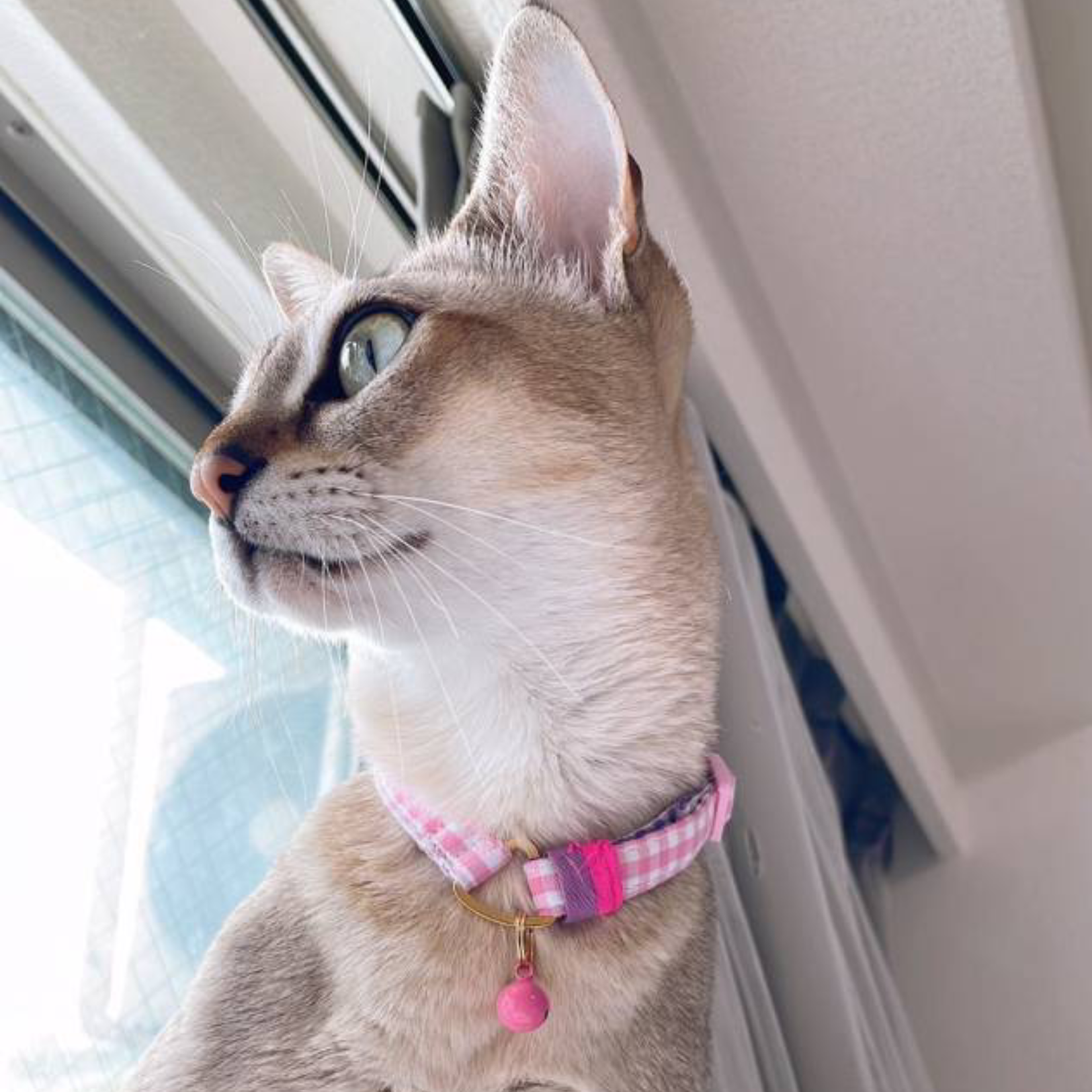 <猫壱>ねこにやさしいVネック首輪 ギンガムチェック(ピンク)イオンペット限定 ねこ画像4