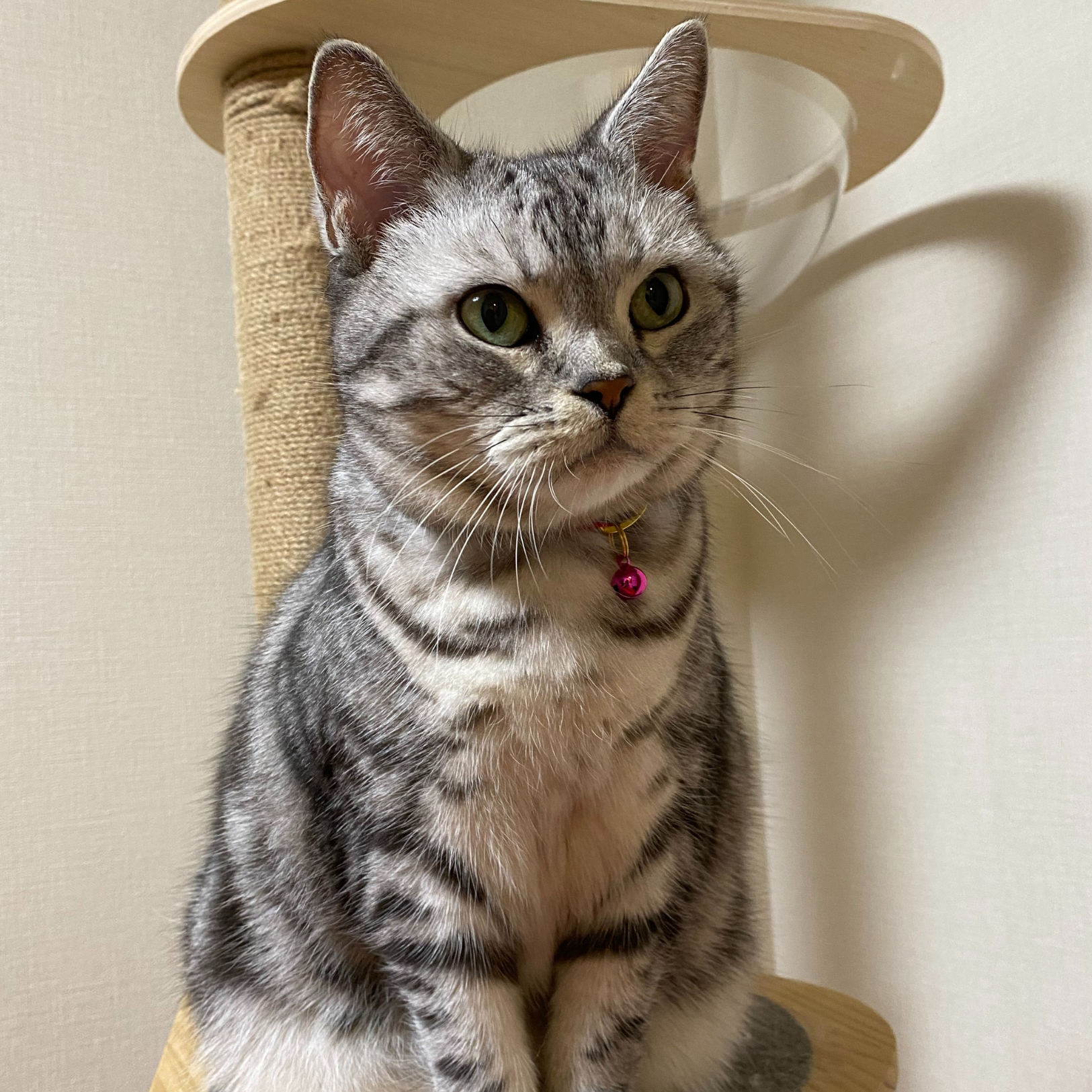 ＜猫壱＞ねこにやさしいVネック首輪  タータンチェック（ダークグリーン）イオンペット限定　ねこ画像６