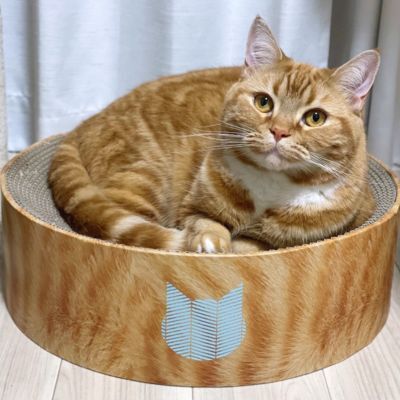 <猫壱>バリバリボウル 茶トラ カインズ限定 猫ちゃん使用画像2
