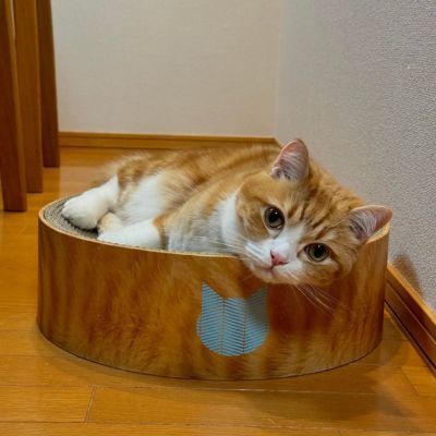 <猫壱>バリバリボウル 茶トラ カインズ限定 猫ちゃん使用画像3