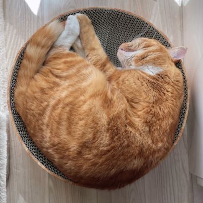 <猫壱>バリバリボウル 茶トラ カインズ限定 猫ちゃん使用画像4