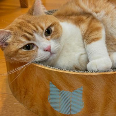 <猫壱>バリバリボウル 茶トラ カインズ限定 猫ちゃん使用画像1