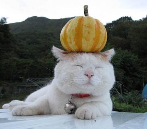 ネコはなぜ妖怪になるの 本当に いた らしいネコのオカルト話 猫壱 Necoichi