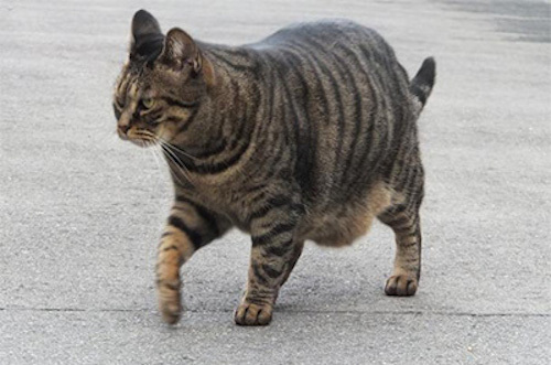 どうしてお腹がタプタプしてるの 猫のルーズスキンの理由とは 猫壱 Necoichi