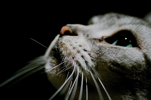 どうして何もない空間を見つめるの 猫には霊感があるのかも 猫壱 Necoichi