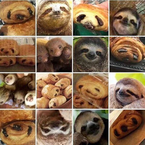 これは何の罠 猫が に見える 面白い動物画像を紹介 猫壱 Necoichi これは何の罠 猫が に見える 面白い動物画像を紹介 猫壱 Necoichi