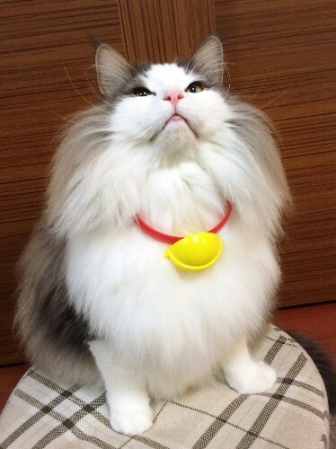 Snsで大人気 ドラえもん首輪をした猫ちゃんたちが可愛すぎる 猫壱 Necoichi