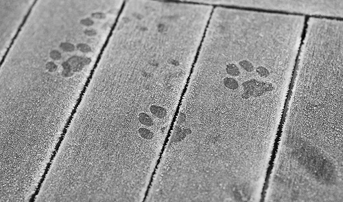 猫の足跡 猫の肉球マークが床に付いていたら 猫の足跡からわかる本音 猫壱 Necoichi